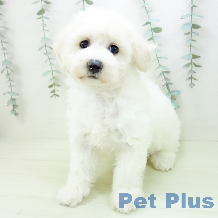 ビション・フリーゼ