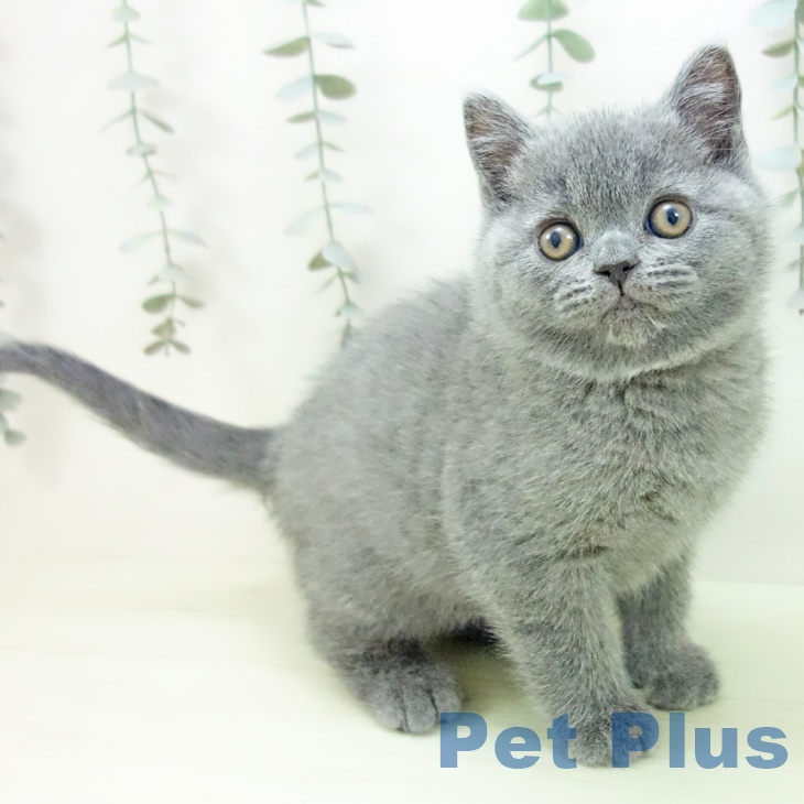 ブリティッシュショートヘア