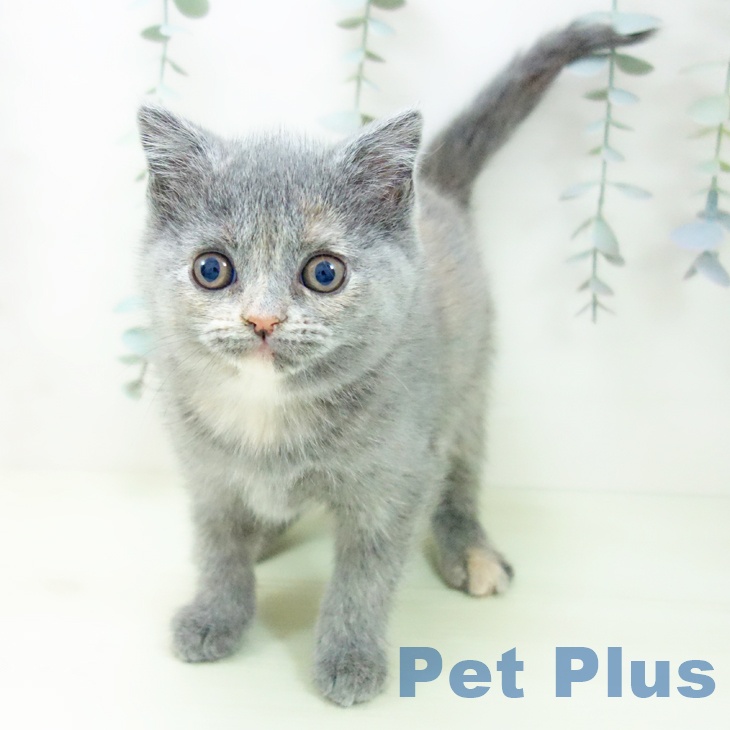 ブリティッシュショートヘア