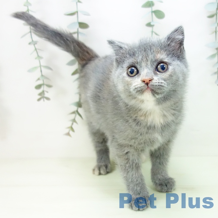 ブリティッシュショートヘアの写真2