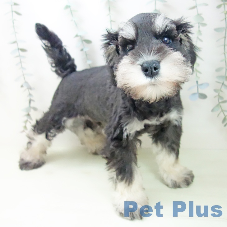 ミニチュア・シュナウザー