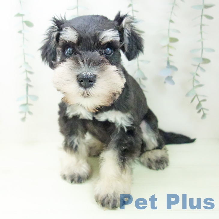 ミニチュア・シュナウザー