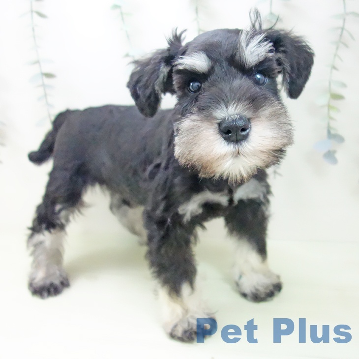 ミニチュア・シュナウザー