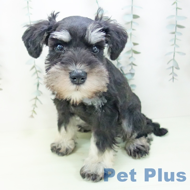 ミニチュア・シュナウザーの写真2