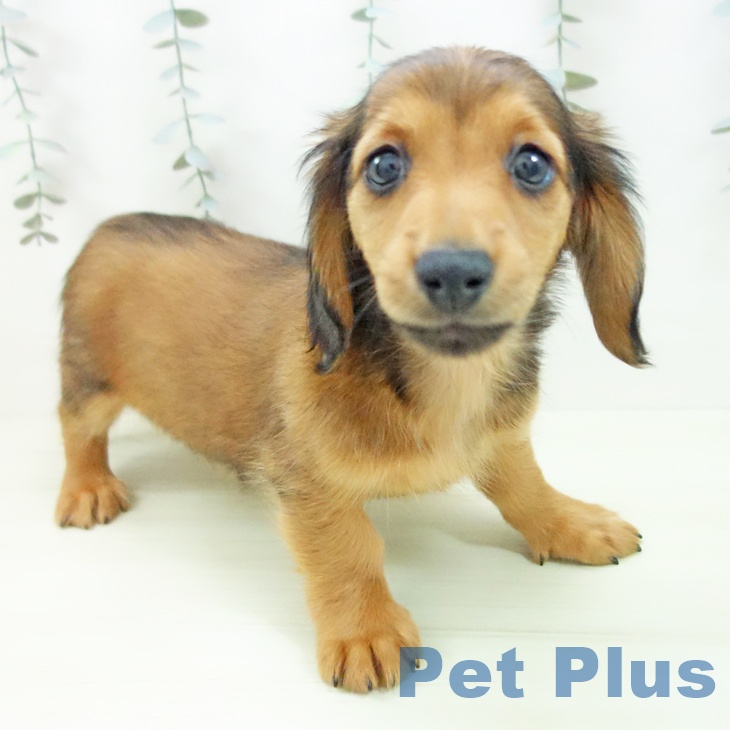 ミニチュア・ダックスフンドの写真2