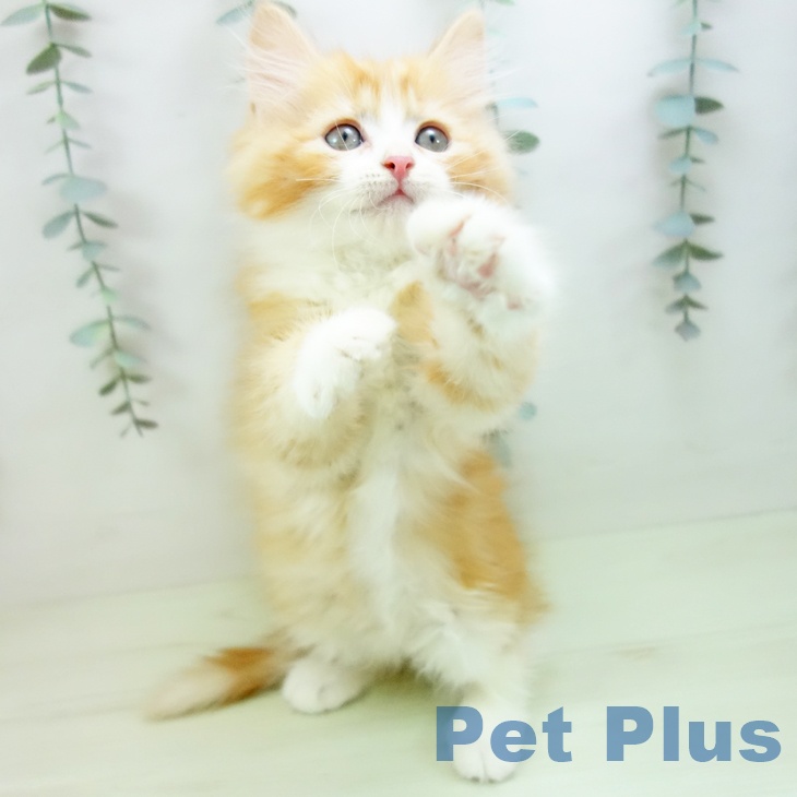 サイベリアンの写真2