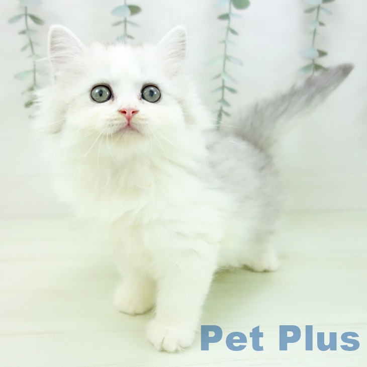 サイベリアンの写真2