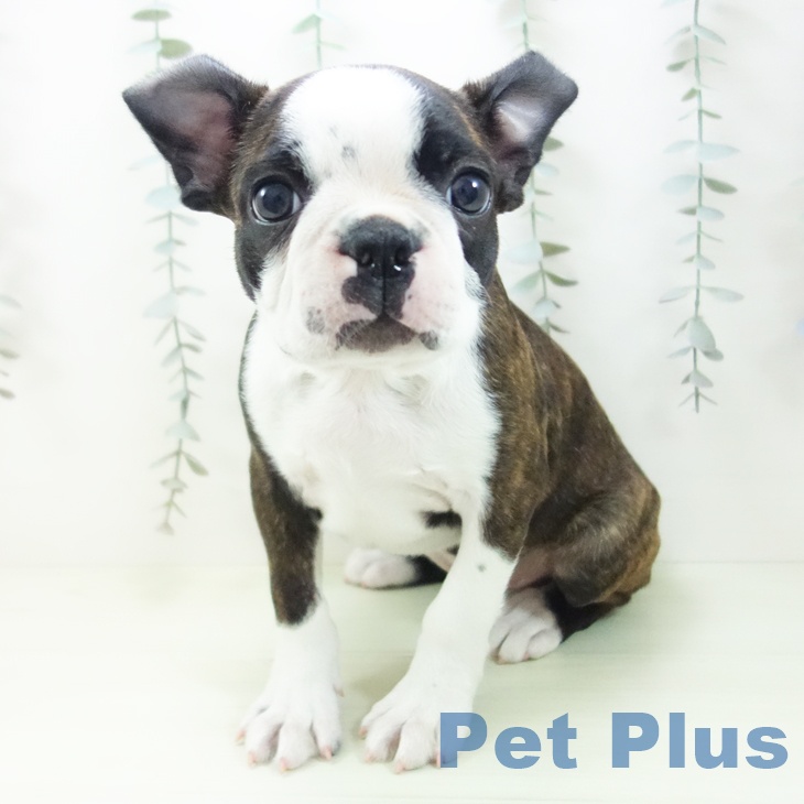 ボストン・テリア