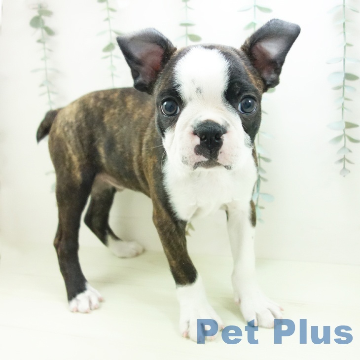 ボストン・テリアの写真2