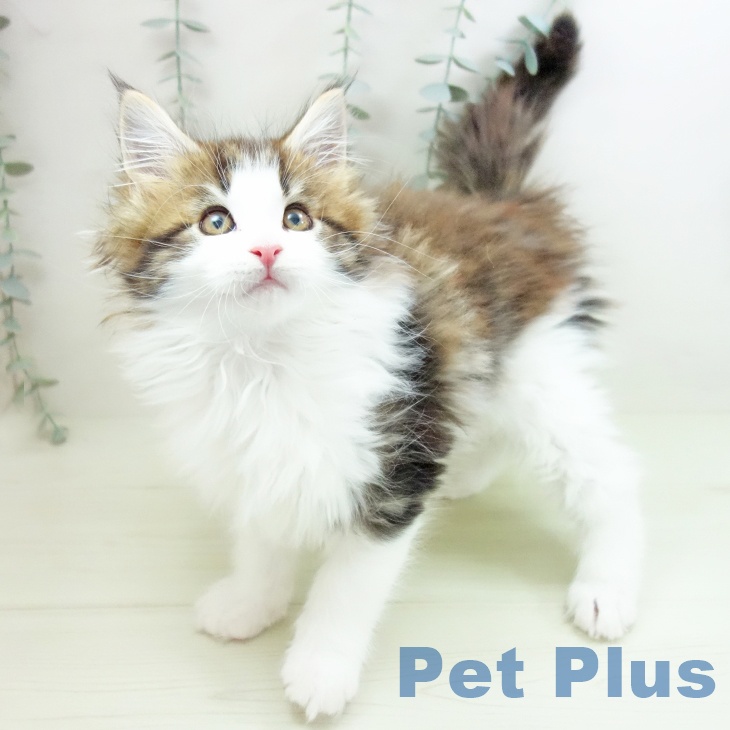 メインクーンの写真2