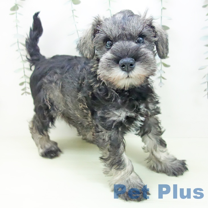 ミニチュア・シュナウザー