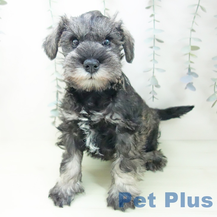 ミニチュア・シュナウザーの写真2