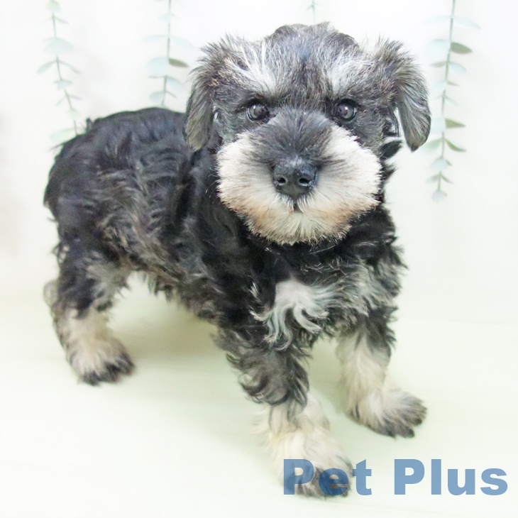 ミニチュア・シュナウザー