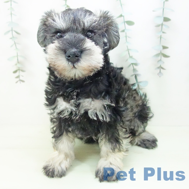 ミニチュア・シュナウザーの写真2