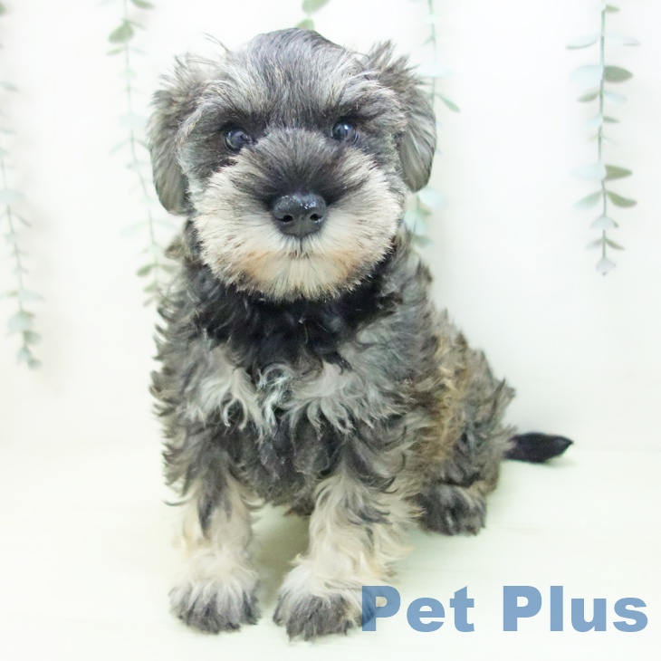 ミニチュア・シュナウザーの写真2