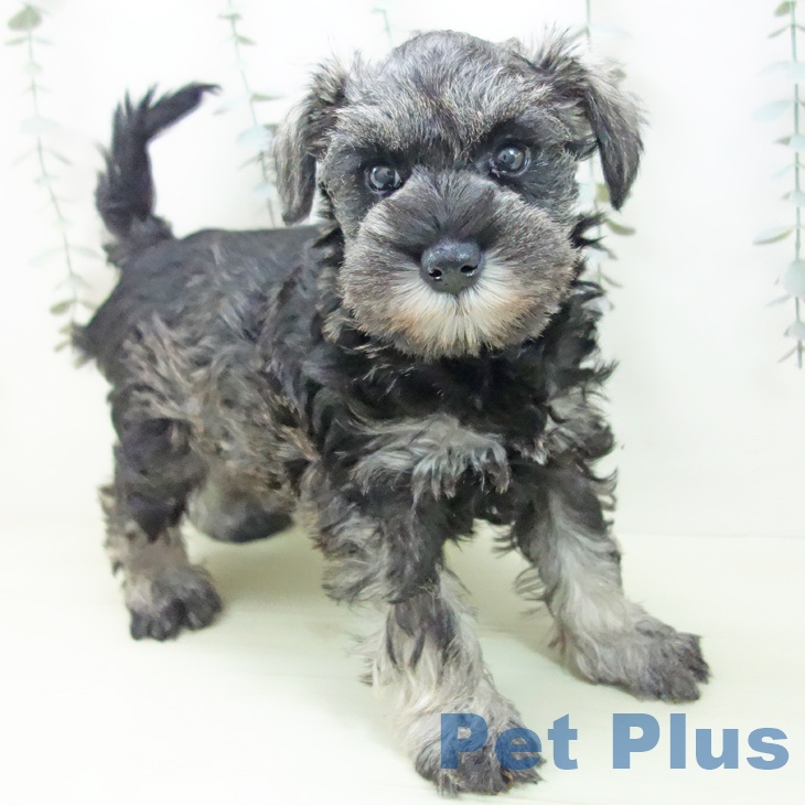 ミニチュア・シュナウザー