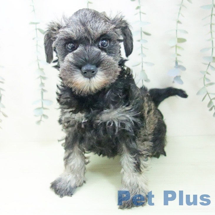 ミニチュア・シュナウザーの写真2