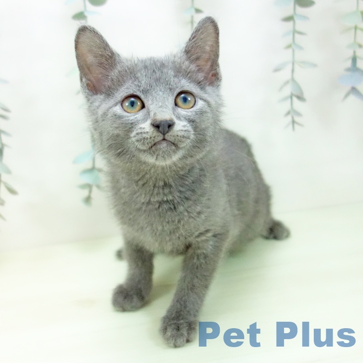 ロシアンブルー