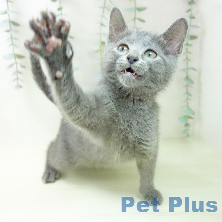 ロシアンブルー