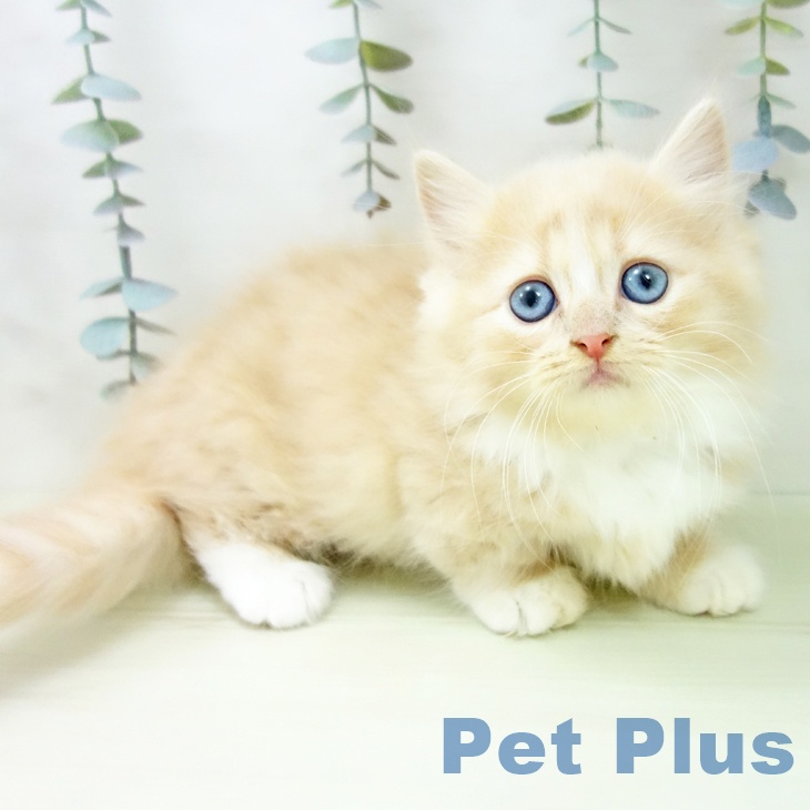 ミヌエットの写真2