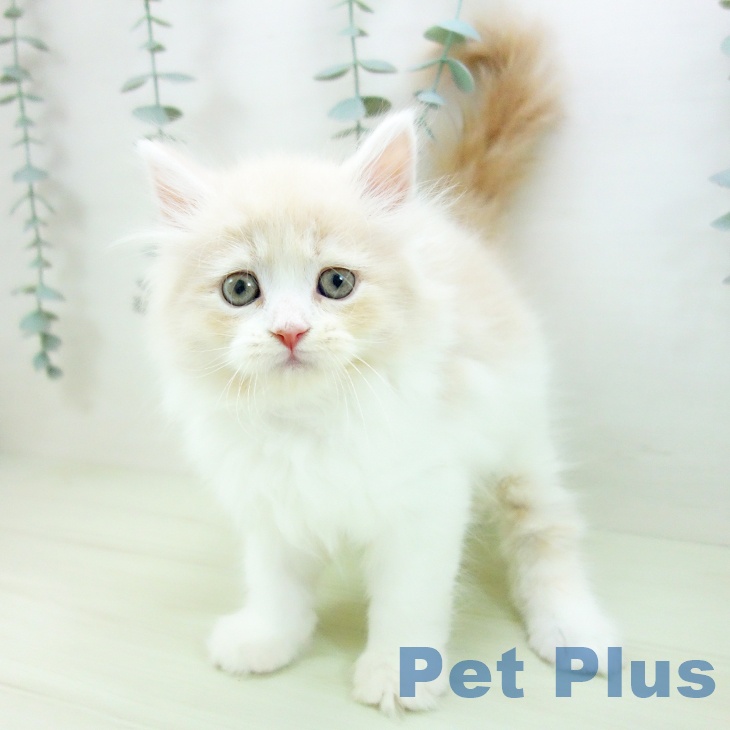 サイベリアンの写真2