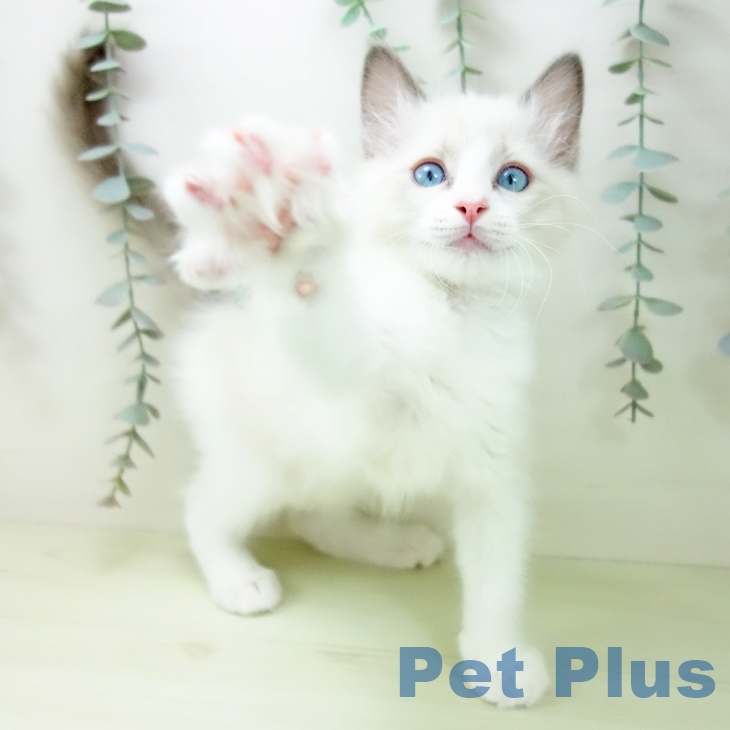 ラグドールの写真2