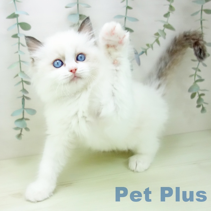 ラグドールの写真2