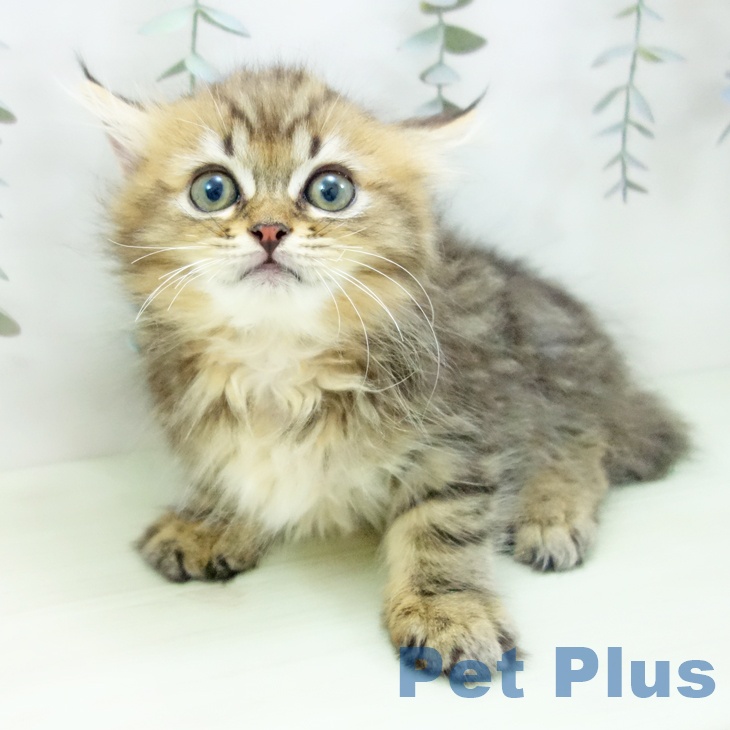 ラガマフィンの写真2