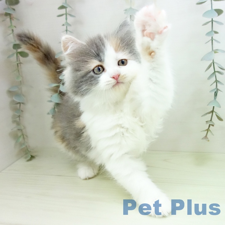 サイベリアンの写真2