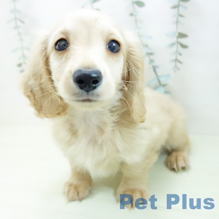 ミニチュア・ダックスフンド