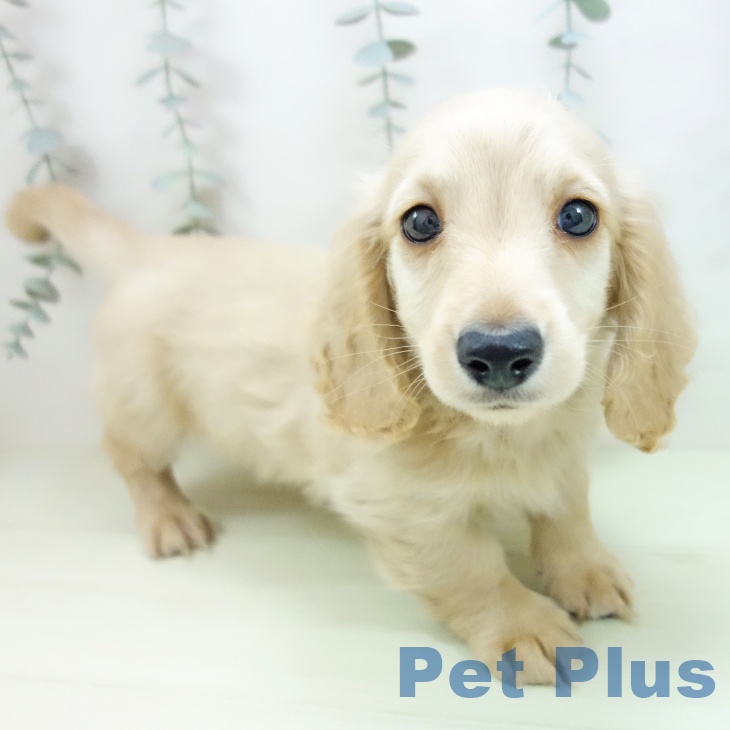 ミニチュア・ダックスフンドの写真2