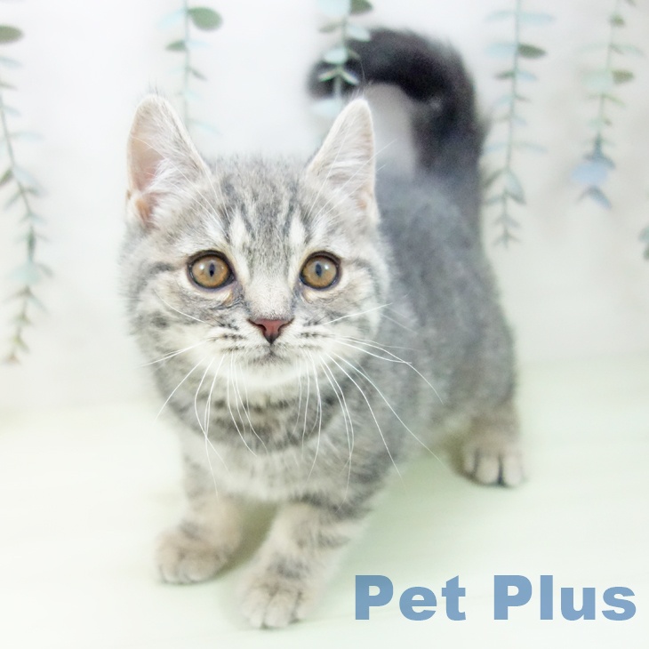 スコティッシュフォールド