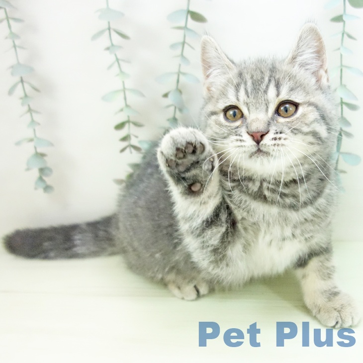 スコティッシュフォールドの写真2