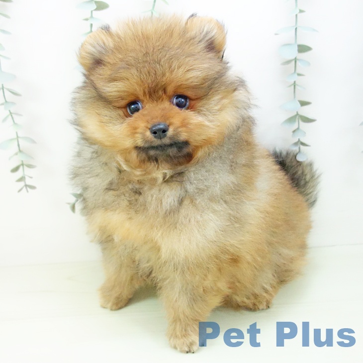ポメラニアンの写真2