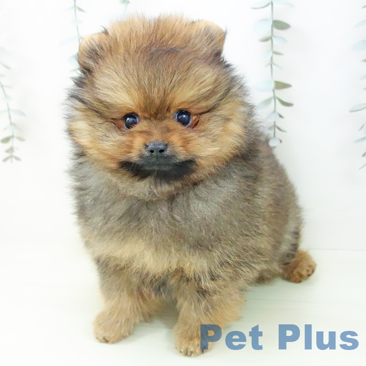 ポメラニアンの写真2