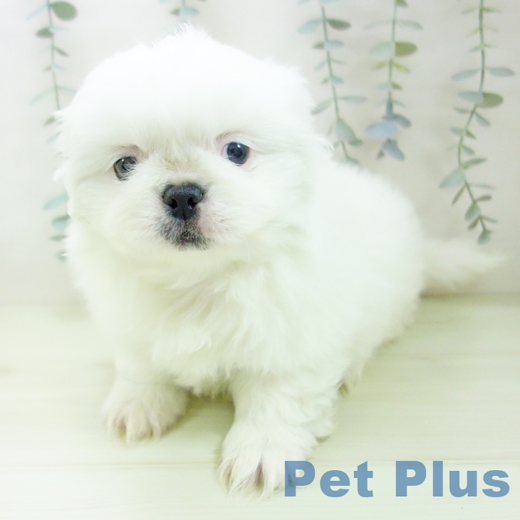 ペキニーズの写真2