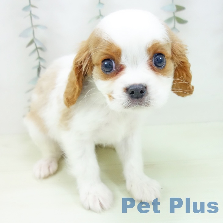 キャバリア・キングチャールズ・スパニエル