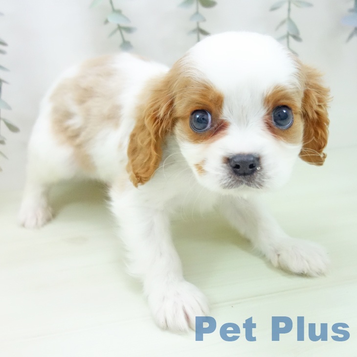 キャバリア・キングチャールズ・スパニエルの写真2