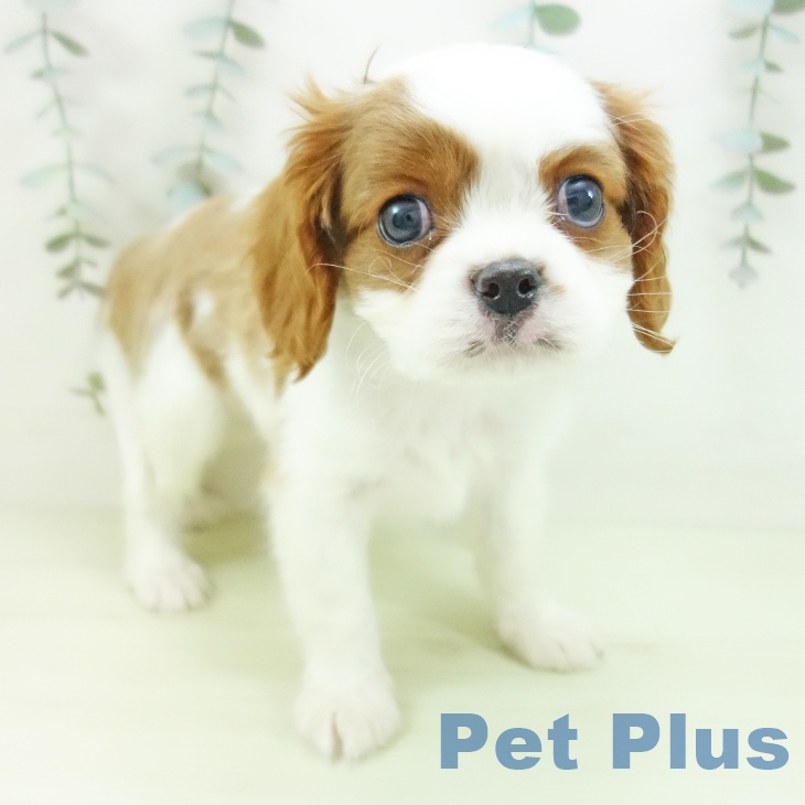 キャバリア・キングチャールズ・スパニエル