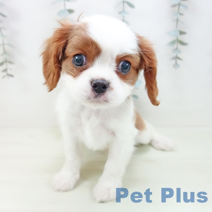 キャバリア・キングチャールズ・スパニエル