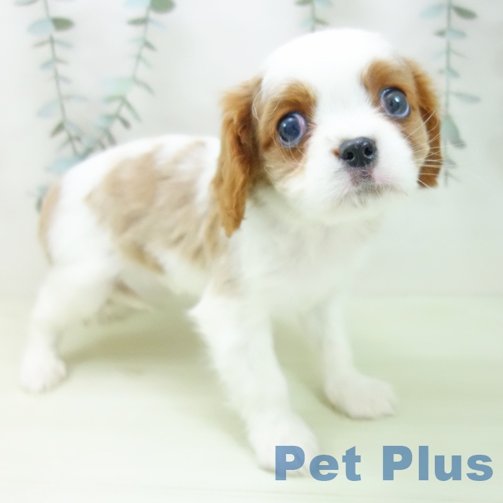 キャバリア・キングチャールズ・スパニエル