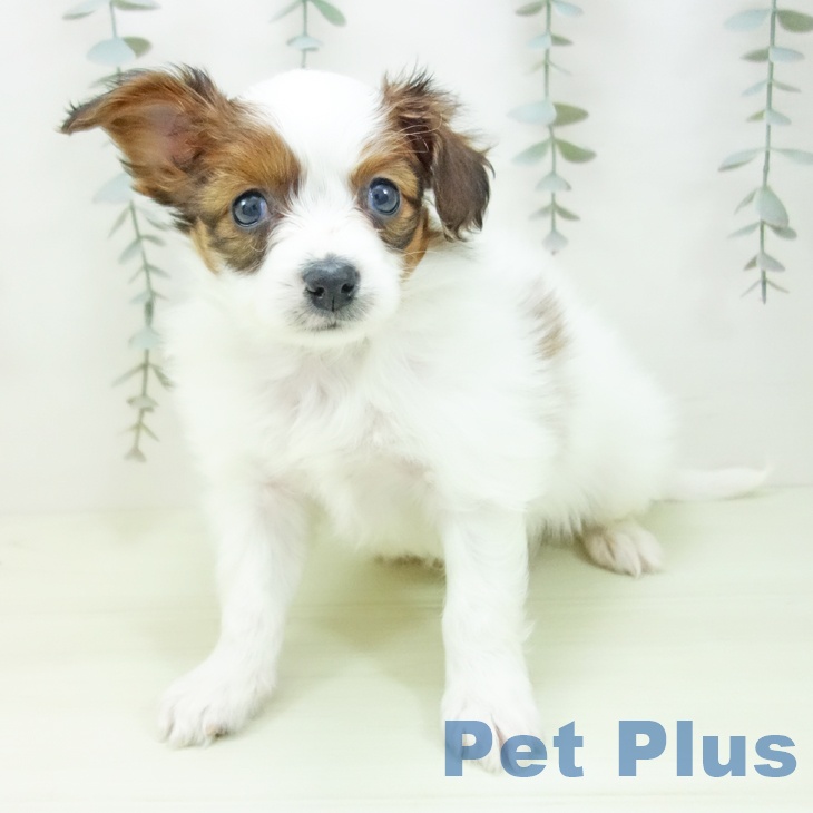 パピヨンの写真2