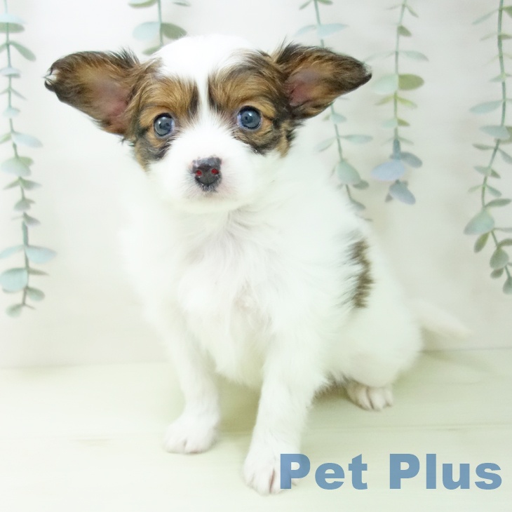 パピヨンの写真2