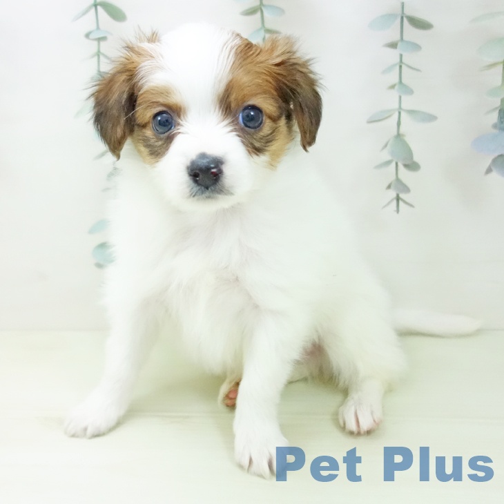 パピヨンの写真2