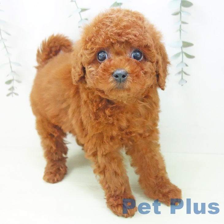 トイ・プードル