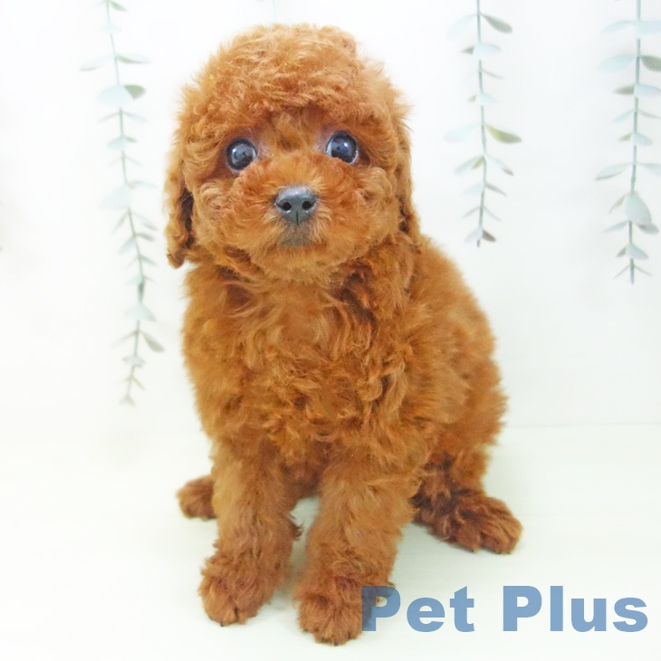 トイ・プードルの写真2