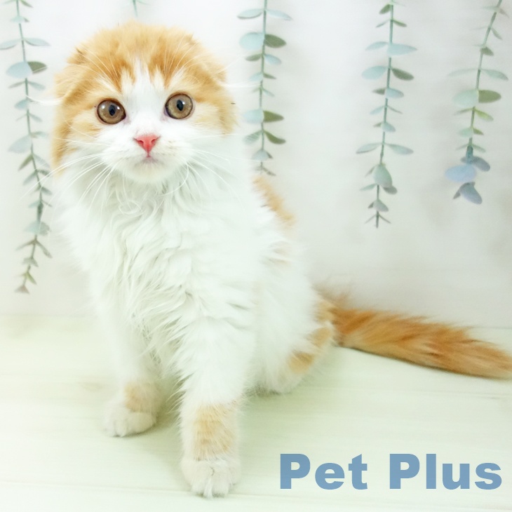 スコティッシュフォールド