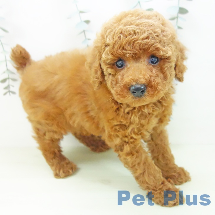 トイ・プードル