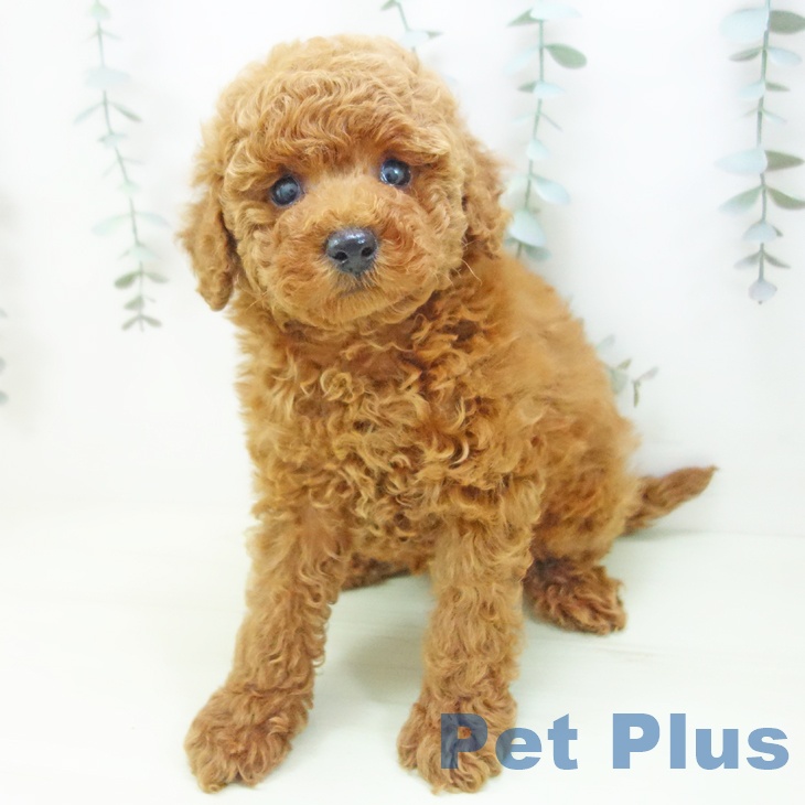 トイ・プードルの写真2