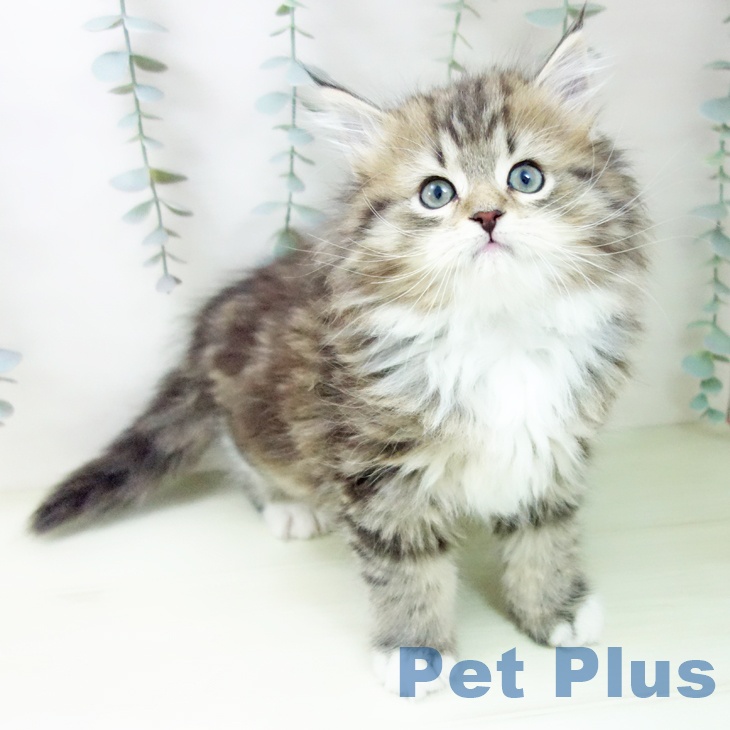 サイベリアンの写真2